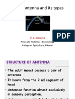 Insect Antenna