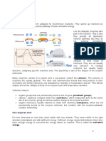 Enzymes - Doc Version 1