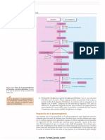 Metabolismo de Los Hidratos de Carbono Parte 2