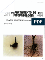 Fitopíltologm: Plagas Y Enfermedades Del Rosal
