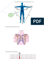 Derivaciones Del Plano Frontal y Horizontal D1 D2 D3