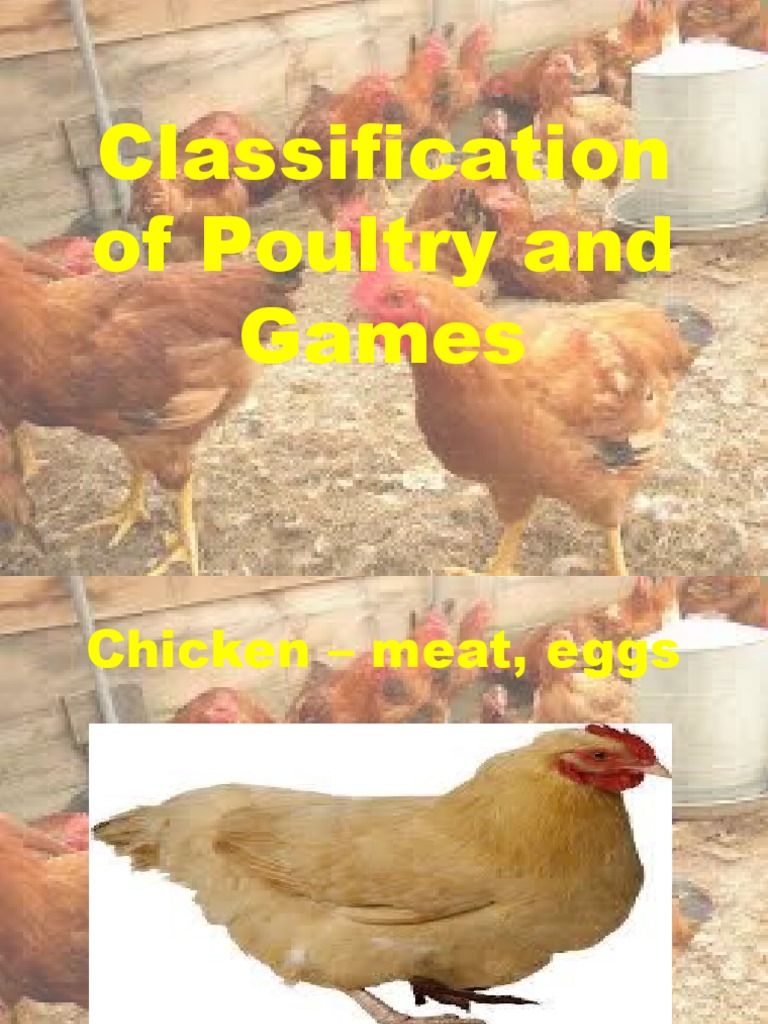 Classification of Poultry and Games PDF Poultry Refrigerator