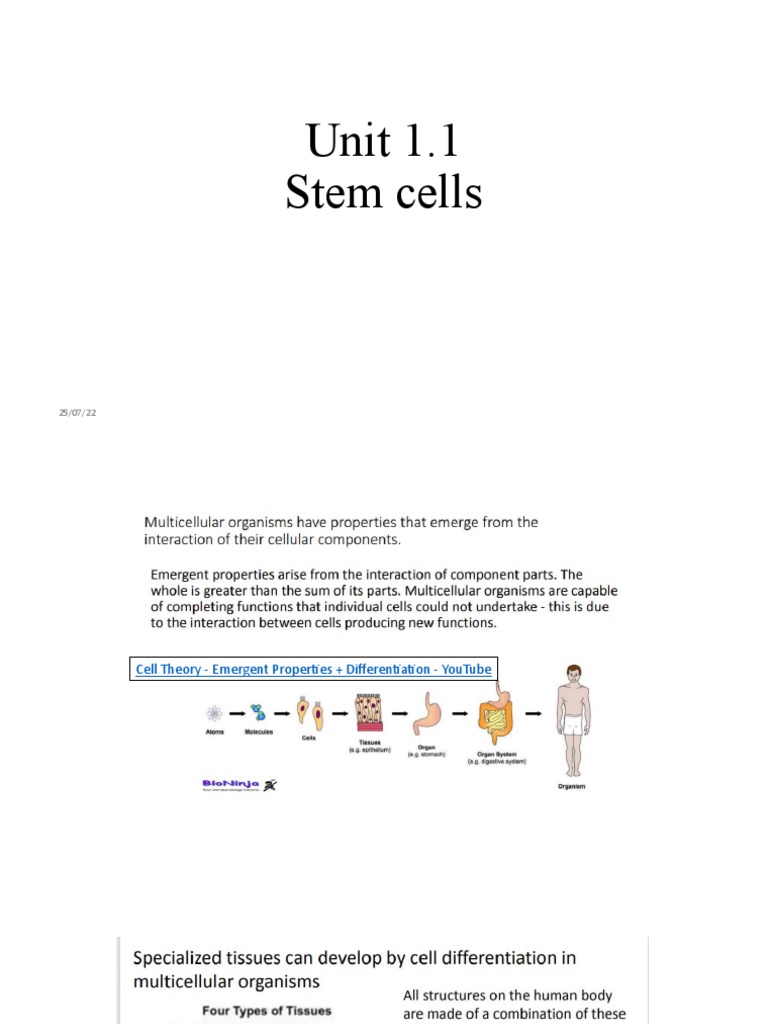Stem Cells For Students Part 1 | PDF | Cell Potency | Stem Cell
