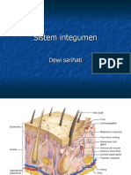 Sistem Integumen