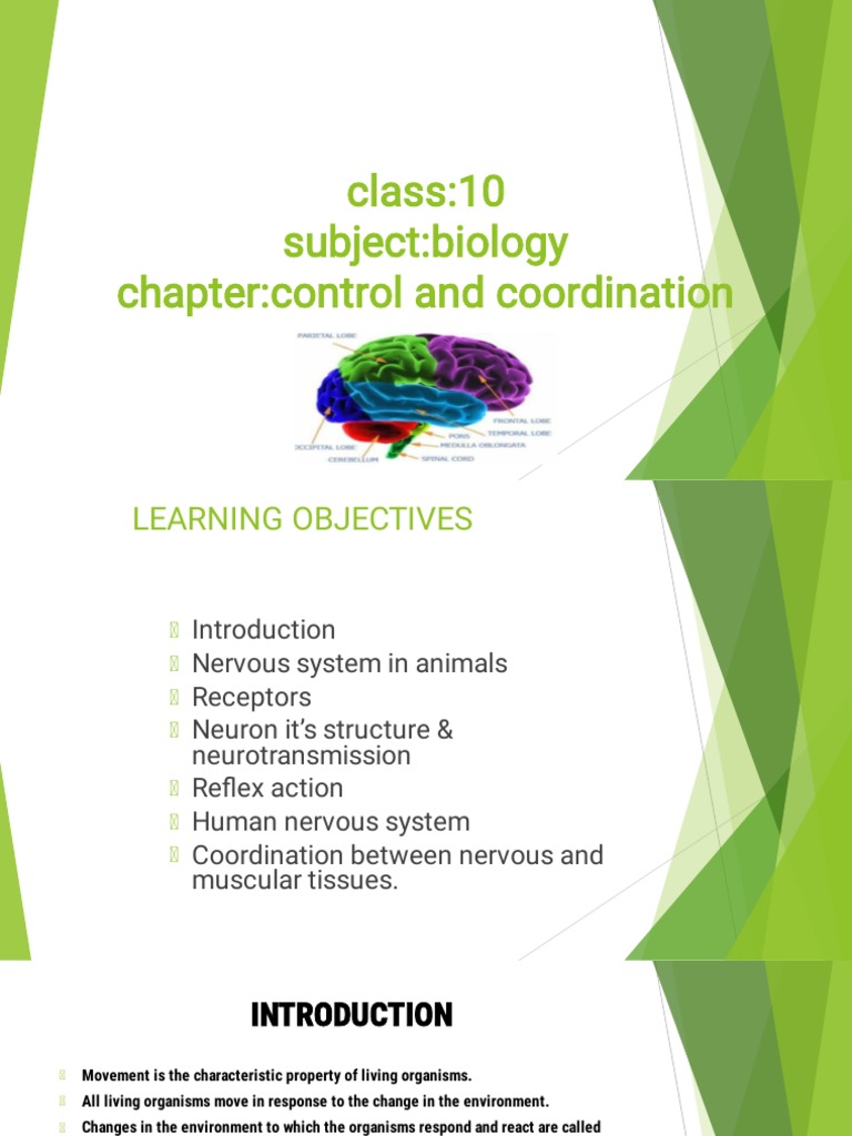 Control and Coordination in Biology | PDF | Neuron | Nervous System