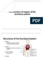 Structure of excretory organs