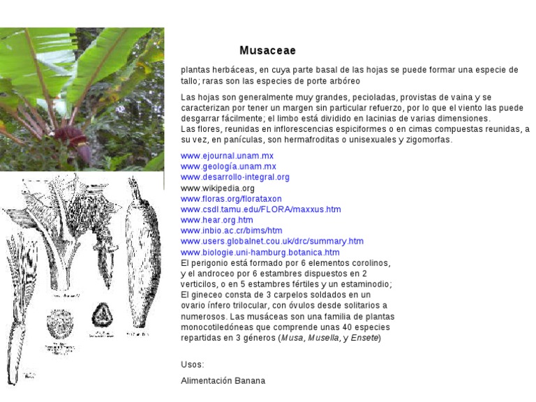 Características de las Musáceas | PDF | Ciencia y matemáticas