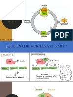 Ciclina B Exposicion