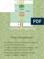 Cellular Respiration