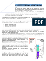 Trigémino y Propioceptores Articulares