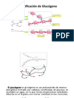 Ppts de Glucogeno