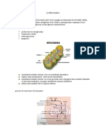 La Mitocondrias h