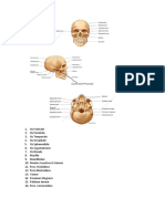 Coronoid Process Anatomy