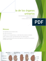 Anatomía de los órganos urinarios: riñones, uréteres, vejiga y uretra