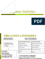 organos linfoidesppt