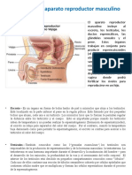 Anatomia Aparato Reproductor Masculino