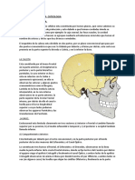 S4-Anatomía de Cabeza-Osteologia. para Subir