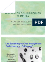 Bacterias Anoxigenicas
