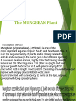 The Mungbean Plant