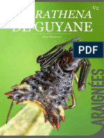 Micrathena de Guyane V2