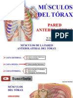 Musculos Del Torax Facil y Sencillo