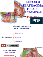 Anatomia Del Diafragma Sencilla