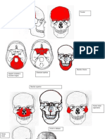 Ejercicio Del Craneo