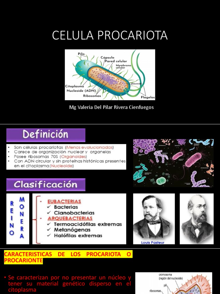 Celula Procariota | PDF | Biología Celular) | Las bacterias