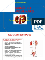 Anatomía Del Aparato Urinario: 12 Semana Docente: Ms. Patricia Tello Culquicondor