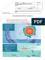 6º Células Sexuales