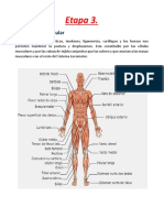 Etapa 3 - Muscular - Biología