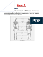 Etapa 3 - Esqueletico - Biología