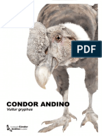 Folletocondor