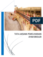 Tata Laksana Pemeliharaan Ayam Broiler