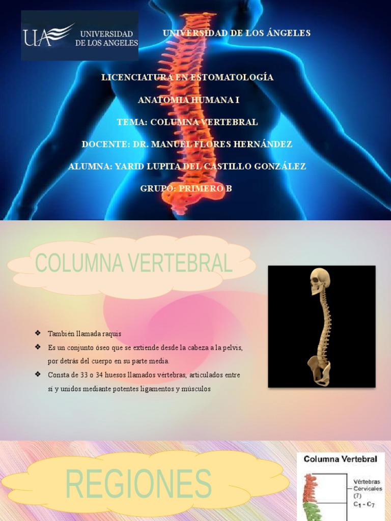 Anatomía de la Columna Vertebral | PDF | La columna vertebral | Vértebra