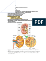 Embriología Sistema urinario.pdf