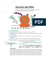 Traducción del RNA: proceso de decodificación del mRNA