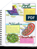 7.1 Partes de La Celula