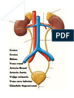 Aparato Excretor