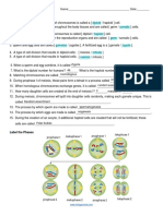 Kami Export - Daniel Armando Mateus Urrea - Meiosis Worksheet