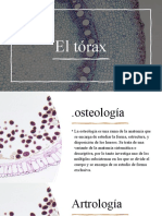 Osteología, artrología y miología del tórax