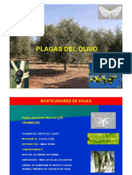 Plagas clave y potenciales del olivo