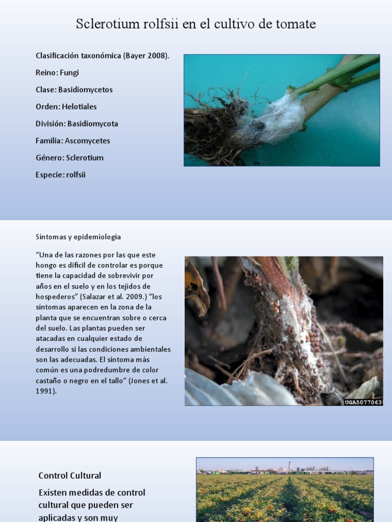 Sclerotium | PDF | Tomate | Suelo