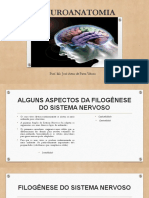Aula1 Filogenese&Embriologia
