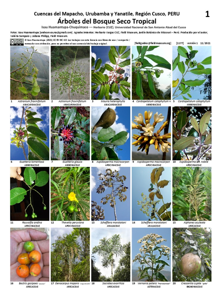 1177 Peru Trees of Tropical Dry Forest | PDF | Plantas | Botánica