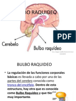 Bulbo Raquideo 1