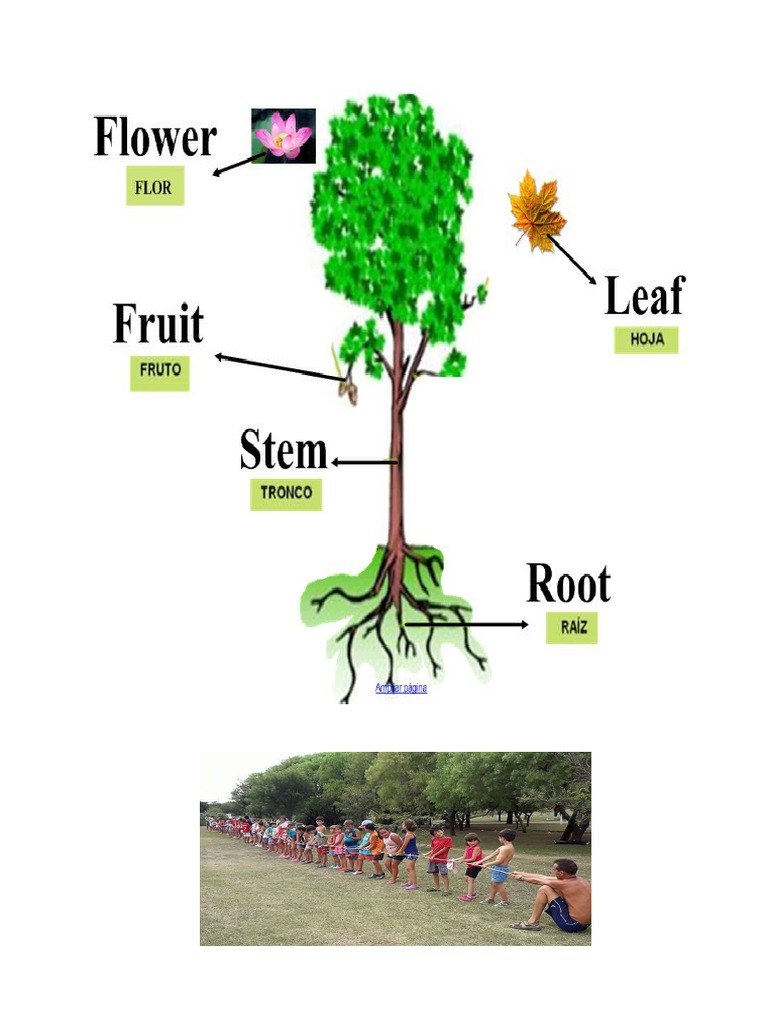 partes d e la planta en ingles | PDF