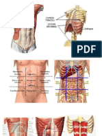 Abdomen