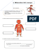 Músculos Del Cuerpo Humano