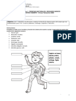 Guía-Ciencias-2°- evalucion organos 